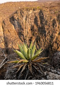 Desert Maguey Plant In Front Of Green Wings Canyon In Oaxaca, Mexico During Sunset. Home Of The Green Macaw