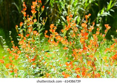 Desert mallow in bloom - Shutterstock ID 614386739