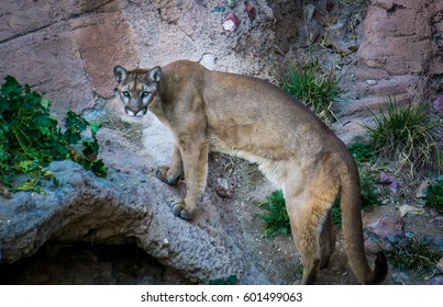 Desert Mountain Lion In Tucson, Arizona