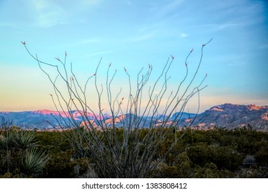 Desert mountain with Ocotillo Cactus in foreground