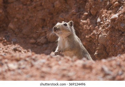 african pygmy mouse