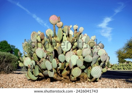 Desert native spineless Prickly Pear cactus in xeriscaped grounds in Phoenix, Arizona
