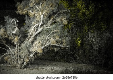 Desert Night. Desert Plants At Night. Coachella Valley, South California, United States.