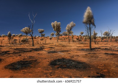 Desert Oaks Beside Red Centre Way, Northern Territory, Australia