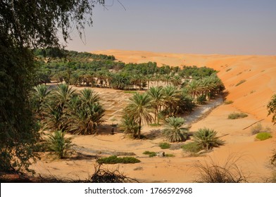 Desert Oasis. A Small Fertile Garden Near Liwa In The Arabian Desert, UAE
