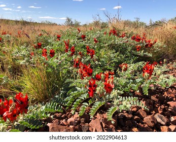 Sturt’s desert Pea - Pilbara Western Australia
