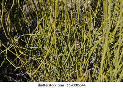 Desert Pencil Cactus Succulent Plant Verde Valley Arizona Usa