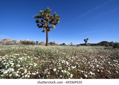 Desert Pincushion Blooming In Joshua Tree National Park, CA