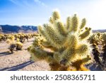 Desert plant, Cholla Cactus Garden in the Joshua Tree National Park