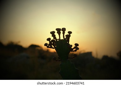 Desert Plant With Flower Bud In Sunset 