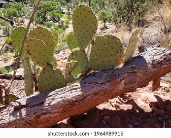 Desert Plant Life Along The Trail