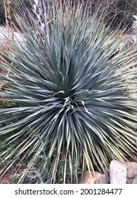 Desert Plant Life Of Arizona