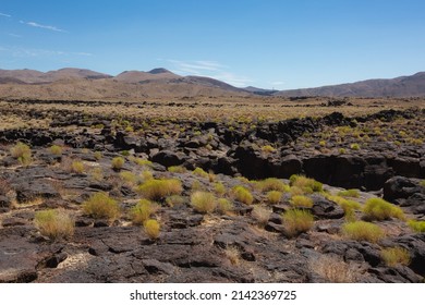 Desert Plant Life At Fossil Falls, An Ancient Lava River, Now Black Volcanic Rock.