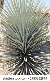 Desert Plant Life In The Spring