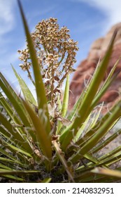 Desert Plant Thrives In Its Harsh Environment