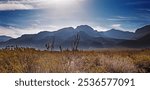 Desert Plants And Shrubs In The Forground Of The Sacramento Mountains, Mountainous Terrain