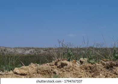 Desert Plants Under Hot Summer Sun And Dry Ground