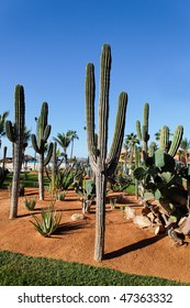 Desert Plants In A Vacation Resort In Los Cabos, Mexico