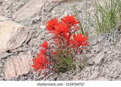 Desert Plateau Flowers Bursting In Red