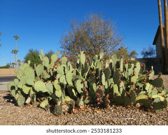 Desert prickly pear or Opuntia phaeacantha with red fruits in city xeriscaping along the street edgein Phoenix, Arizona Autumn - Powered by Shutterstock