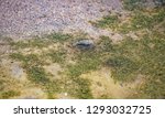 Desert Pupfish in Salt Creek in Death Valley National Park in California