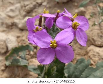 desert purple flower in Saudi Arabia 
