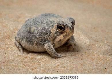 The Desert Rain Frog, Web-footed Rain Frog, or Boulenger's Short-headed Frog (Breviceps macrops) is a species of frog in the family Brevicipitidae. It is found in Namibia and South Africa.