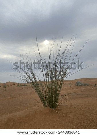 Similar – side wind Desert Sand Dune