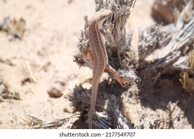 Desert Reptiles, Lizards, Chameleon, Namibia