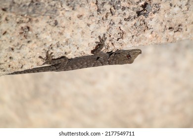 Desert Reptiles, Lizards, Chameleon, Namibia