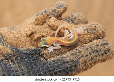 Desert Reptiles, Lizards, Chameleon, Namibia