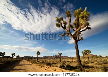 Desert Road with Joshua Trees in the Joshua Tree National Park, USA