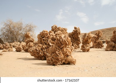 Desert Rose