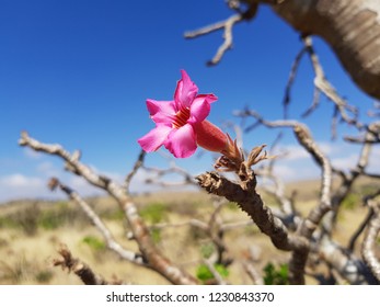Desert Rose (Adenium) at the natural site in southern Oman