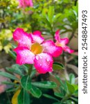 Desert Rose - Adenium Obesum (1)