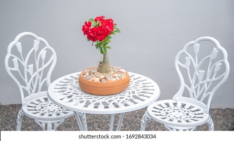 Desert Rose ( Adenium Obesum )