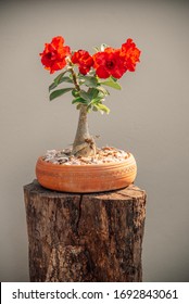 Desert Rose ( Adenium Obesum )