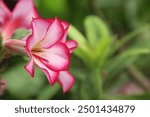 Desert Rose, adenium obesum. Japanese frangipani adenium ornamental plant, succulent flowering plant adenium as desert rose. exotic tropical flower red, magenta, pink color 