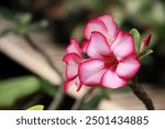 Desert Rose, adenium obesum. Japanese frangipani adenium ornamental plant, succulent flowering plant adenium as desert rose. exotic tropical flower red, magenta, pink color 