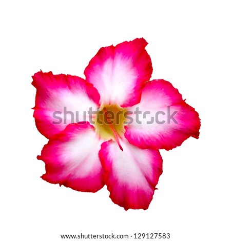 Similar – Image, Stock Photo Pink Rose Harmonious