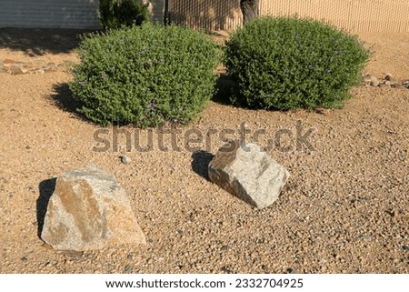 Desert Ruellia or Purple Mexican Petunia perennial shrub along with boulders and gravel in xeriscaped yard