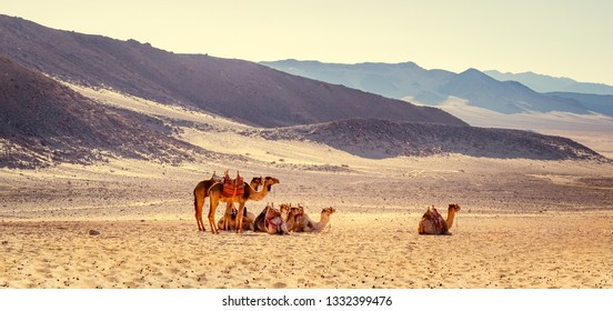 Desert safari on camels at mountain hills, pack animals of bedouins in Egypt.