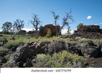 Desert sagebrush among black volcanic rock and lava - Shutterstock ID 1457776799