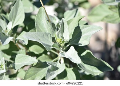 Desert sagebrush leaves closeup  - Shutterstock ID 604920221