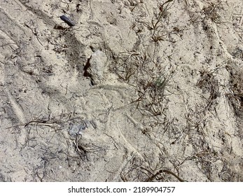 Desert Sand - Dirt Road Texture