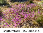 Desert sand Verbena or hairy sand Verbena wildflower at Anza Borrego Desert State Park, CA, USA