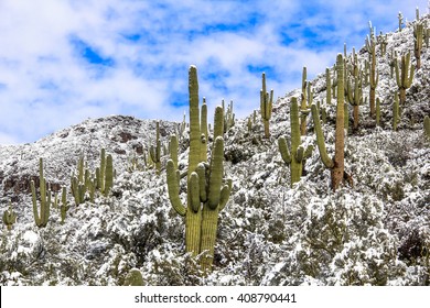 Desert Scene With Saguaro Cactus Covered In Snow