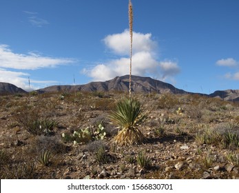 Desert Scenery In The  Franklin Mountains, Texas