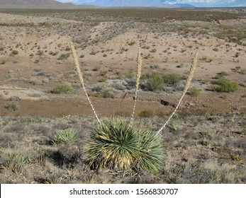 Desert Scenery In The  Franklin Mountains, Texas