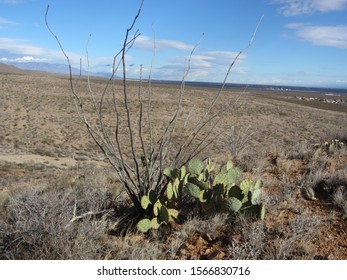 Desert Scenery In The  Franklin Mountains, Texas